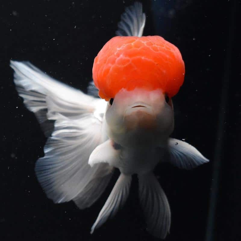 Redcap Oranda