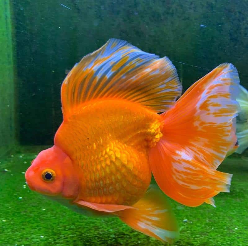 Ryukin Goldfish