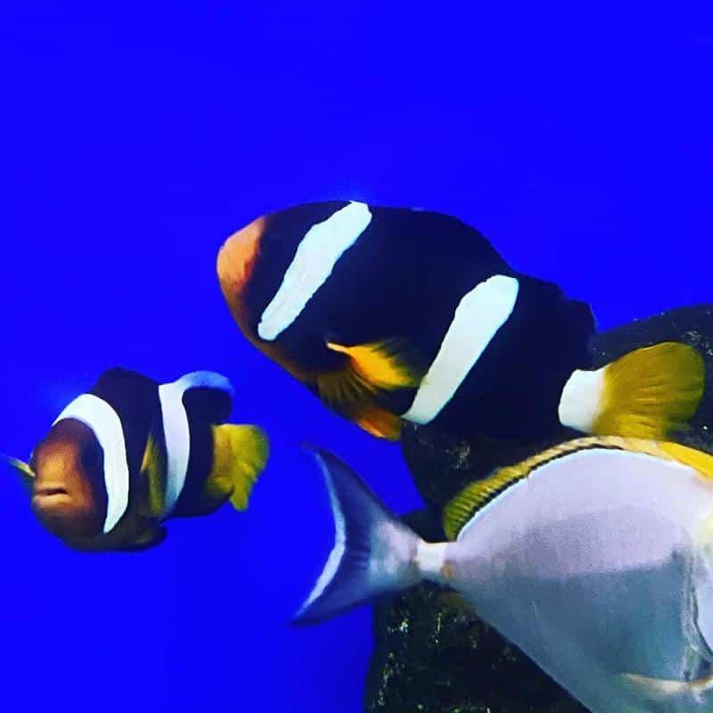 Sebae Clownfish