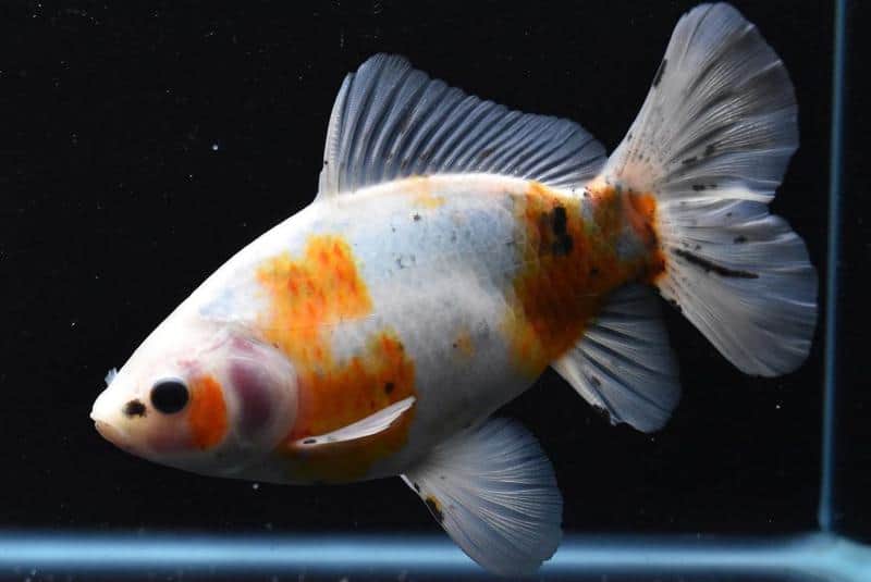 Shubunkin Goldfish