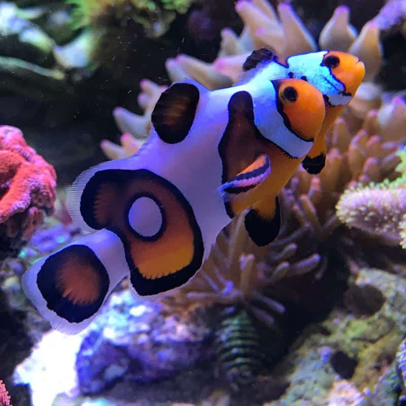 Snowflake Clownfish