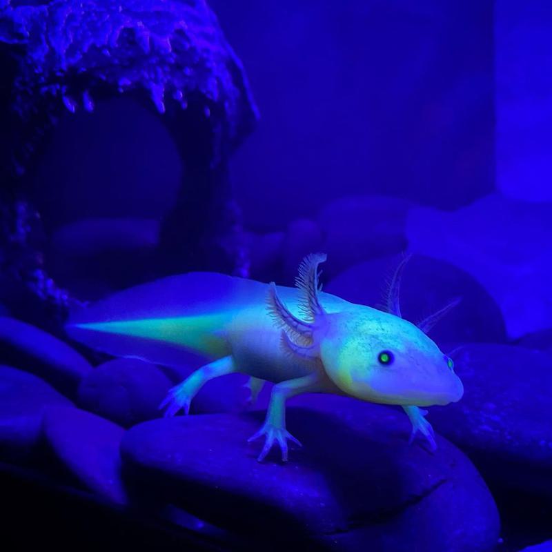 GFP Axolotls Overview