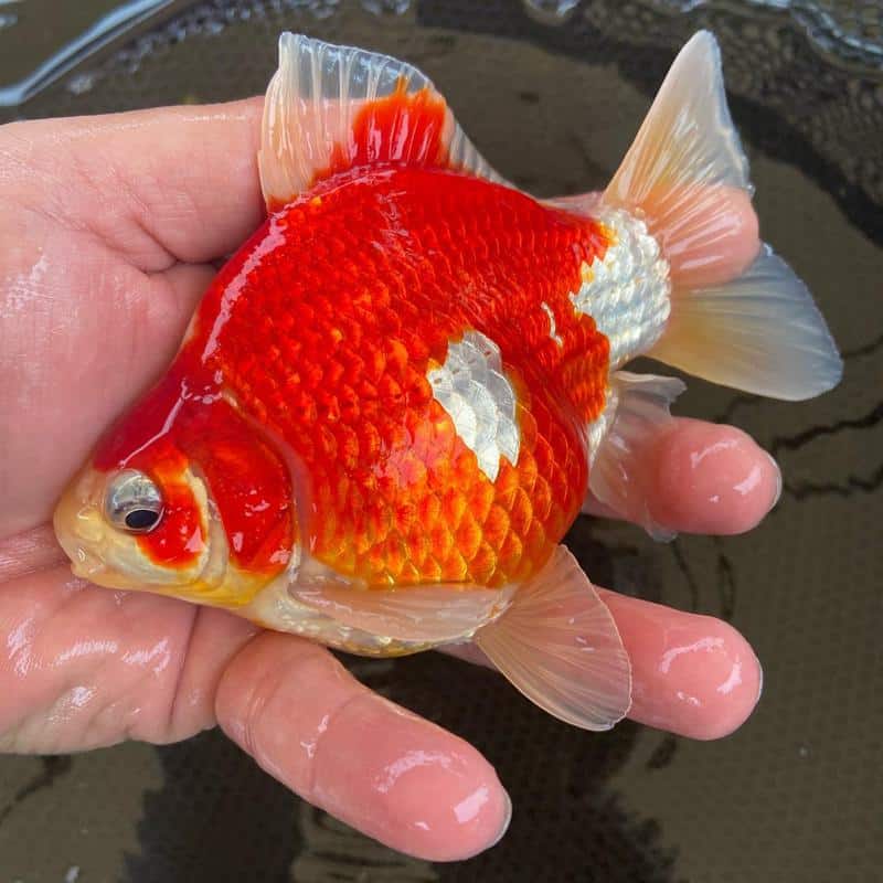 Tamasaba Goldfish