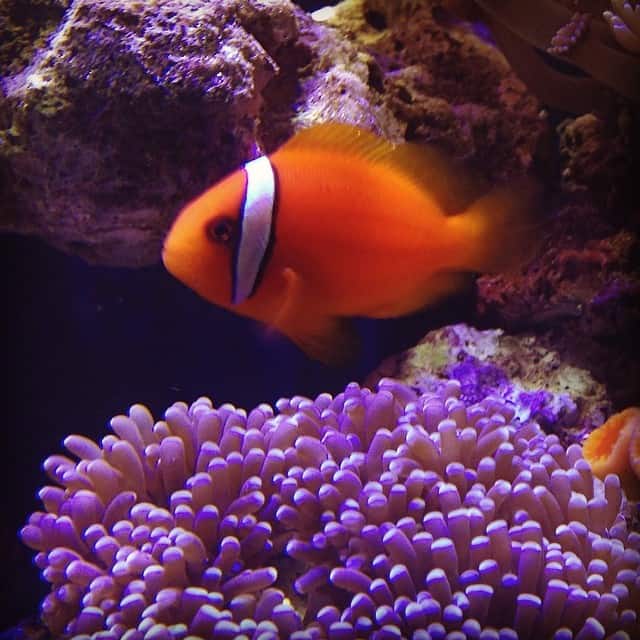 Tomato Clownfish