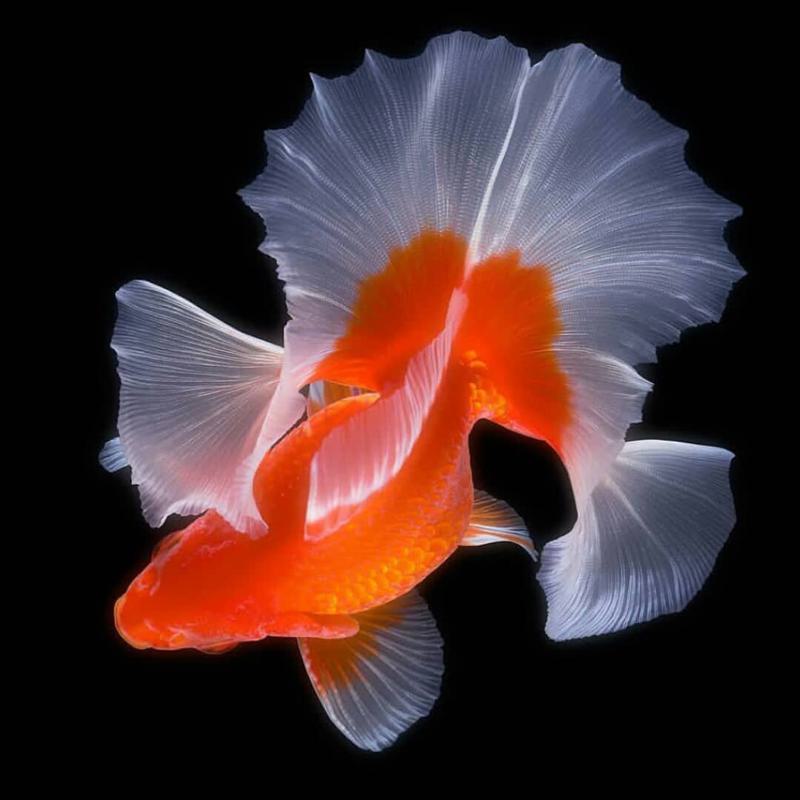 Tosakin Goldfish