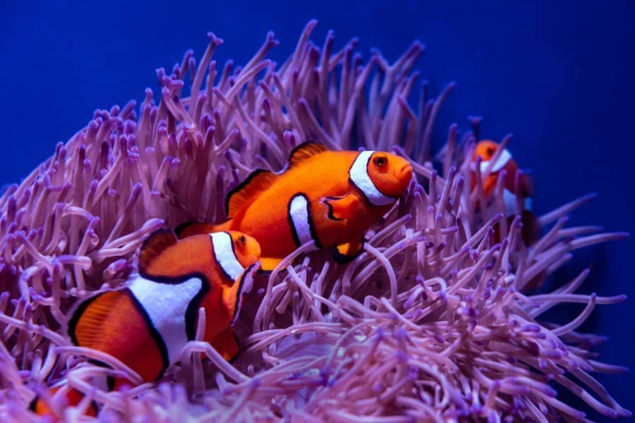 Types of Clownfish