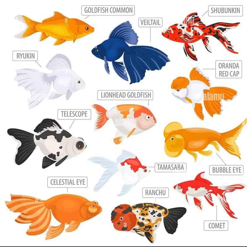 Types of Goldfish