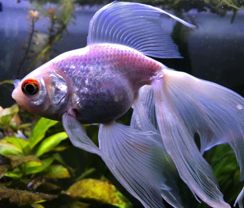 Veiltail Goldfish