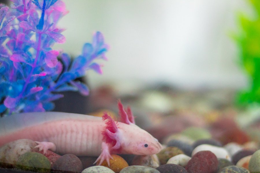 What Do Baby Axolotls Look Like