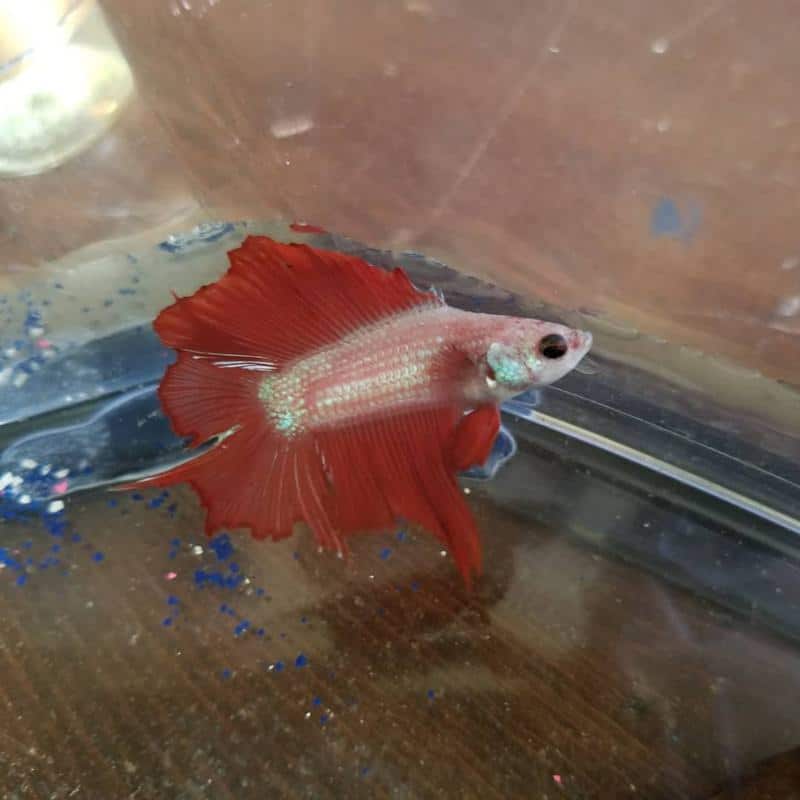 Why Is My Betta Fish Swimming Sideways