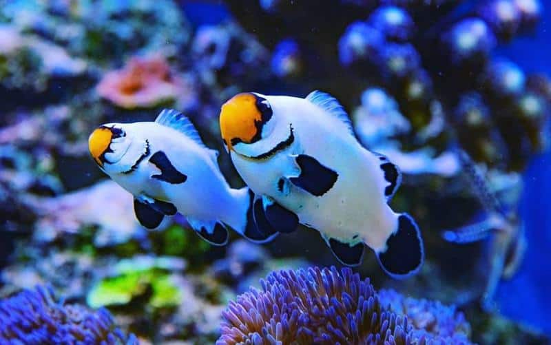 Wyoming White Clownfish