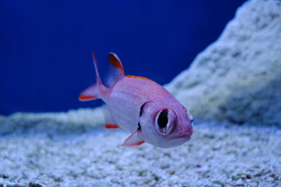 fish on bottom of tank