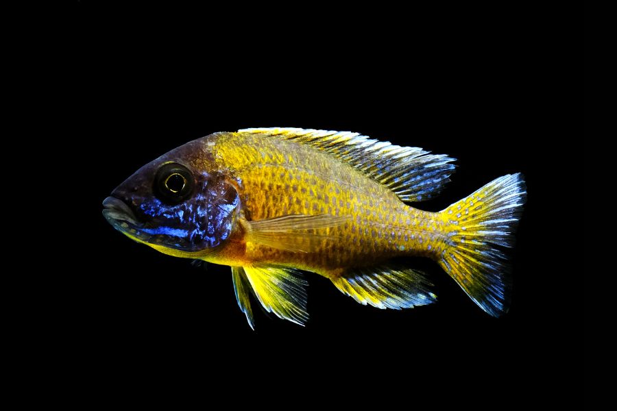 African Cichlid