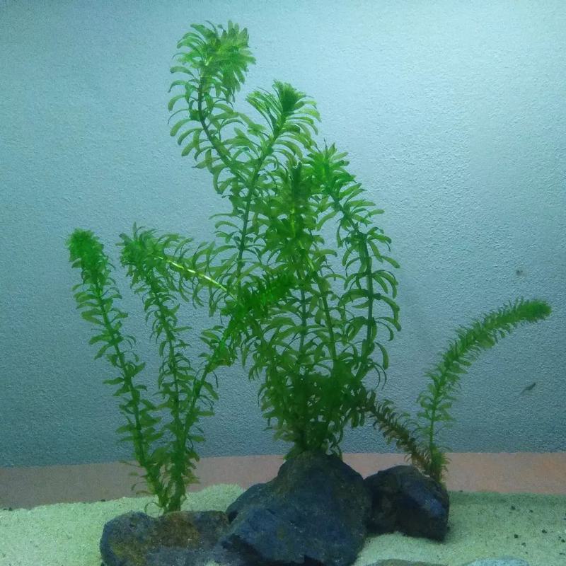 Anacharis Elodea (Waterweeds)