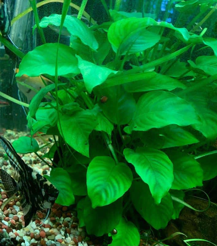 Anubias Barteri