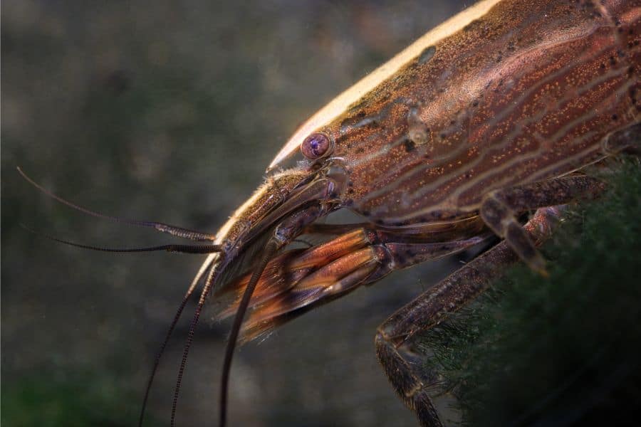 Bamboo Shrimp Appearance