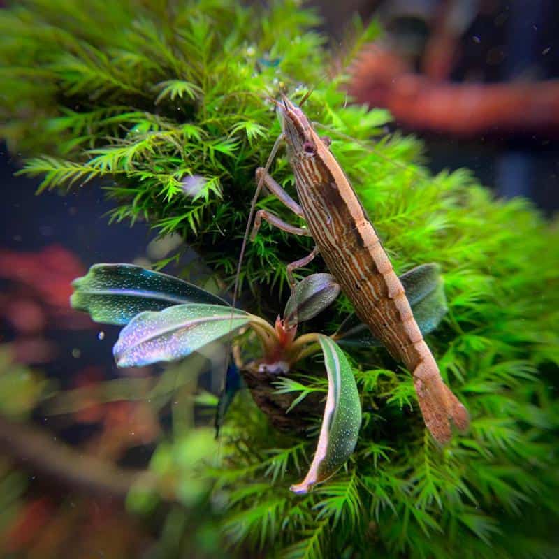 Bamboo Shrimp Care