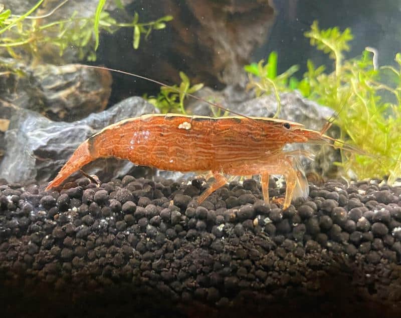 Bamboo Shrimp Diet