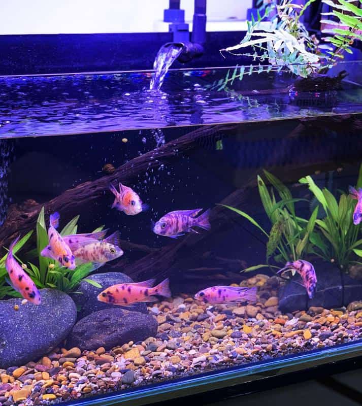 Cichlid tank hotsell