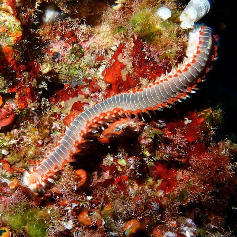 Bearded Fireworms