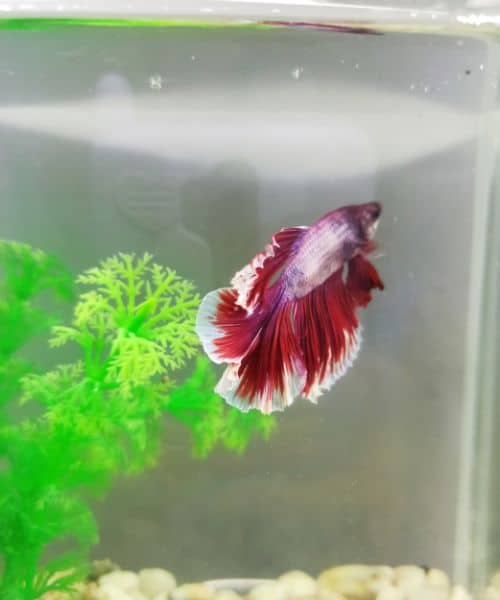 Betta in 1 Gallon