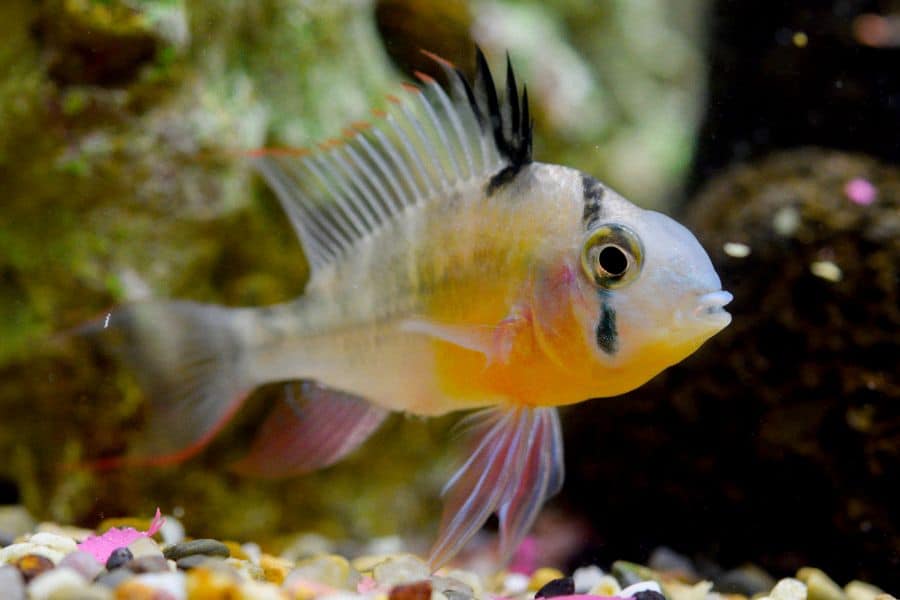 Bolivian Ram Cichlid