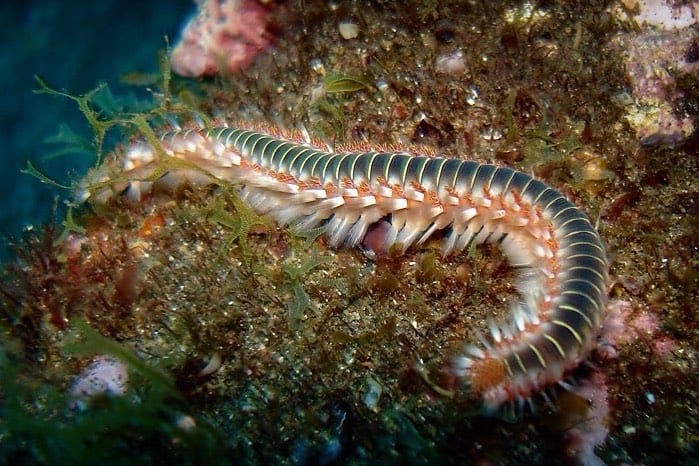 Bristle Worms