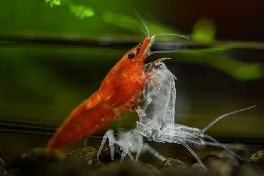 Cherry Shrimp