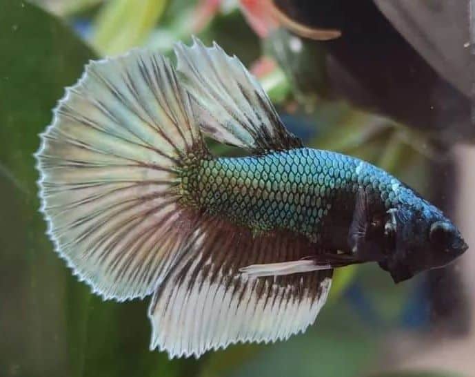 Copper Koi Betta