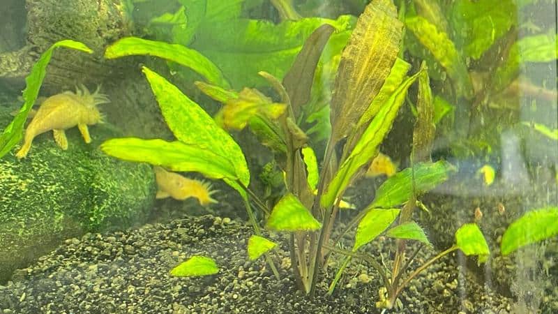 Cryptocoryne