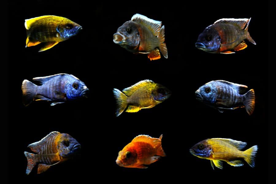 Cichlid Type