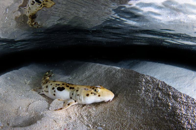 Epaulette Shark