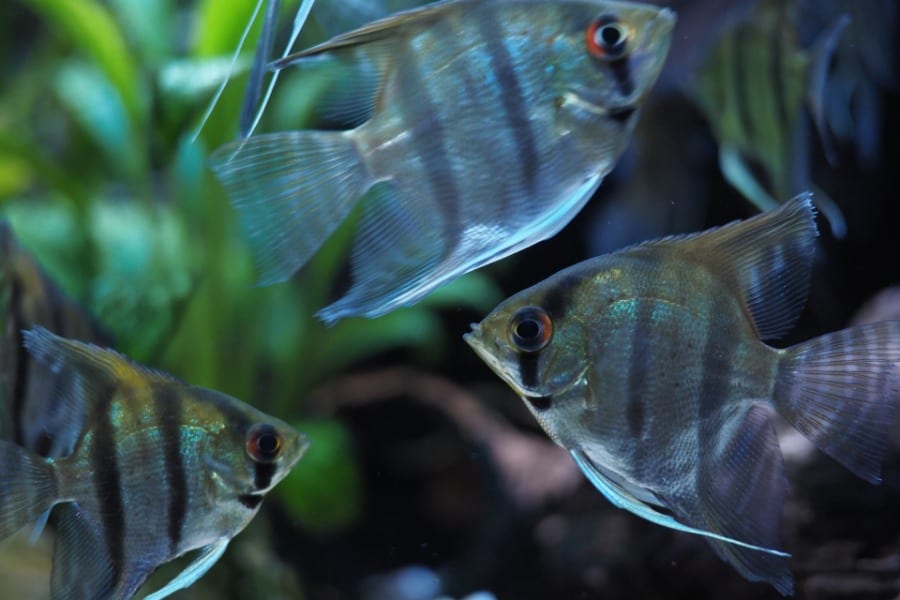 Factors to Consider When Choosing Angelfish Tank Size