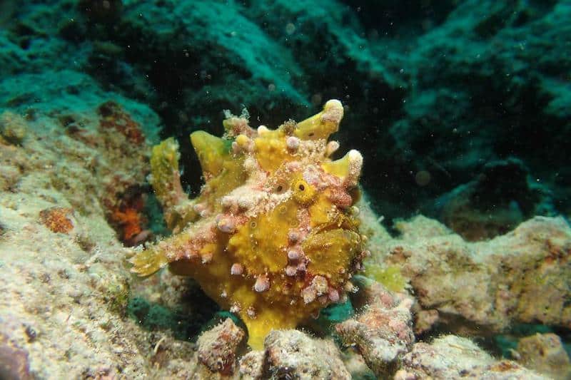 Frogfish