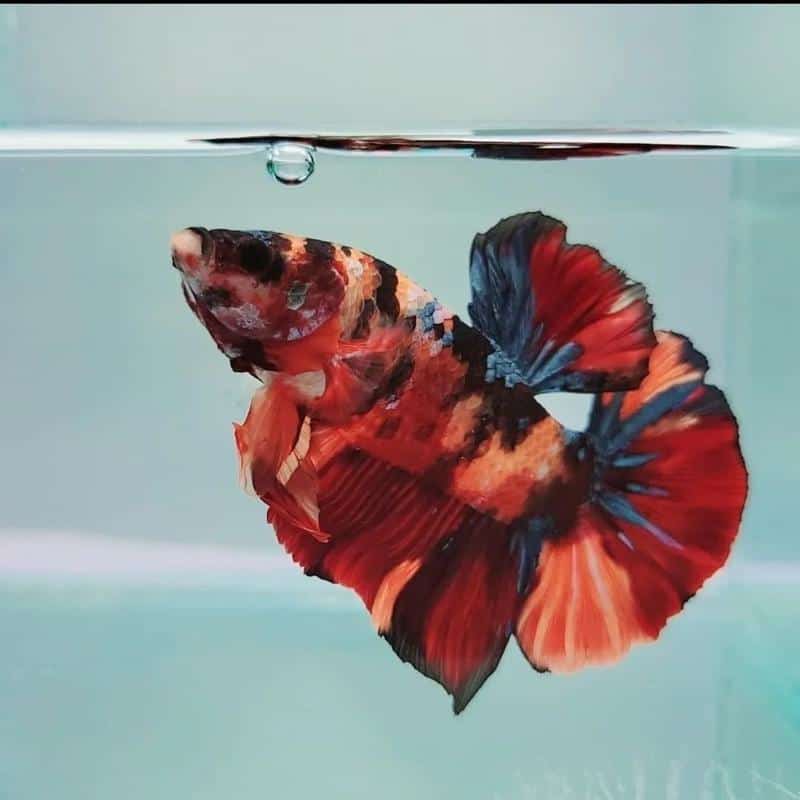 Galaxy Koi Betta