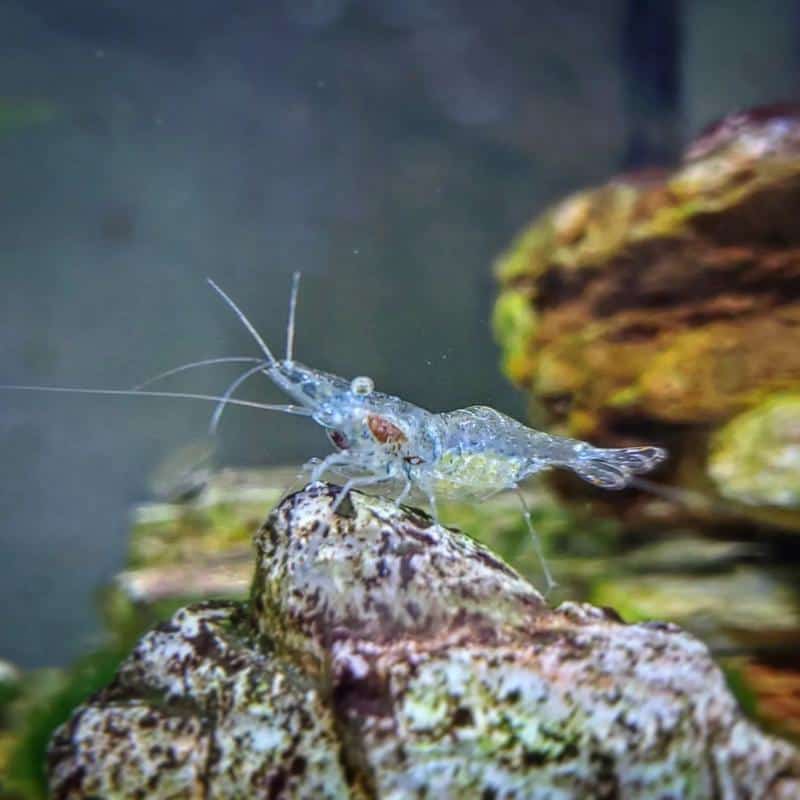 Ghost Shrimp