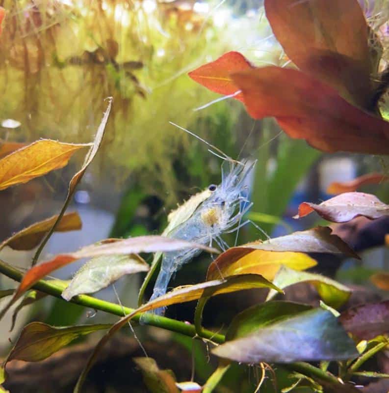 Ghost Shrimp