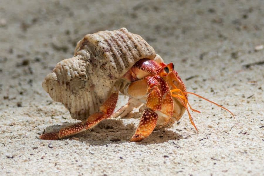 Hermit Crabs