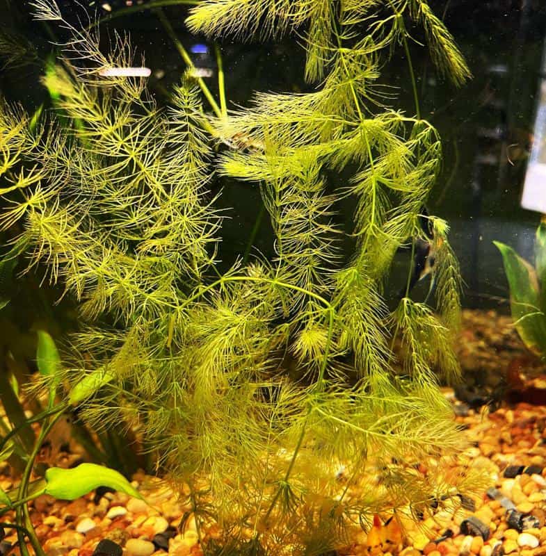 Hornwort