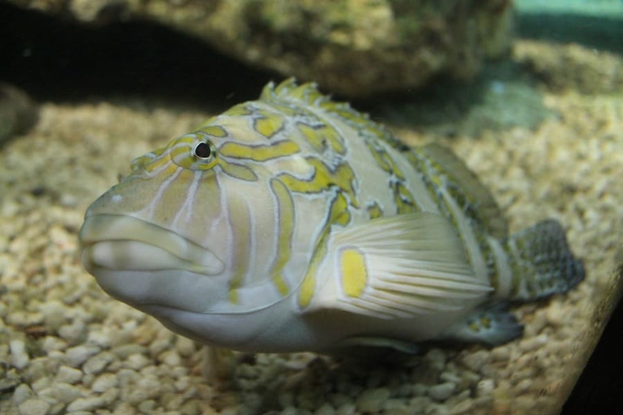 How to Clean Fish Tank Gravel