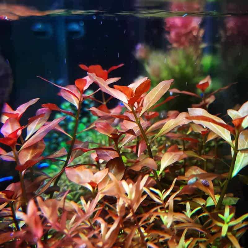 Ludwigia Repens