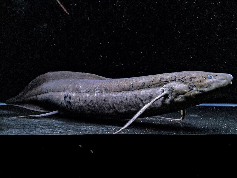 Lungfish