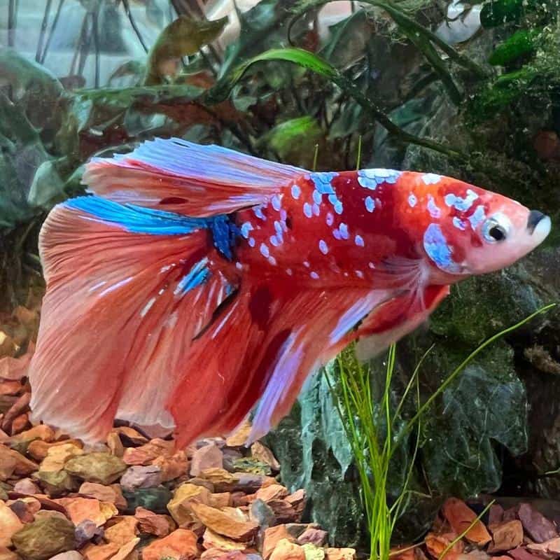 Nemo Koi Betta