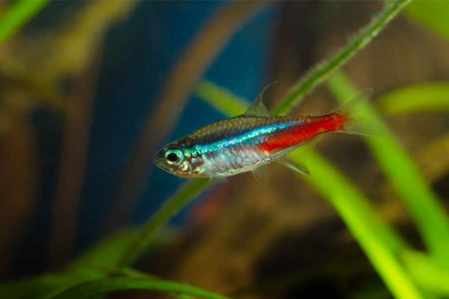 Neon Tetra