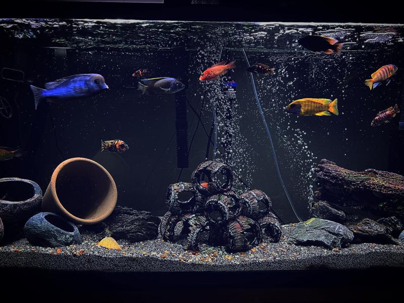 Popular African Cichlids and Minimum Tank Size