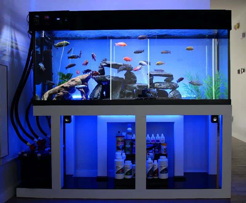 African Cichlid Tank Size & Setup Guide - The Aquarium Life