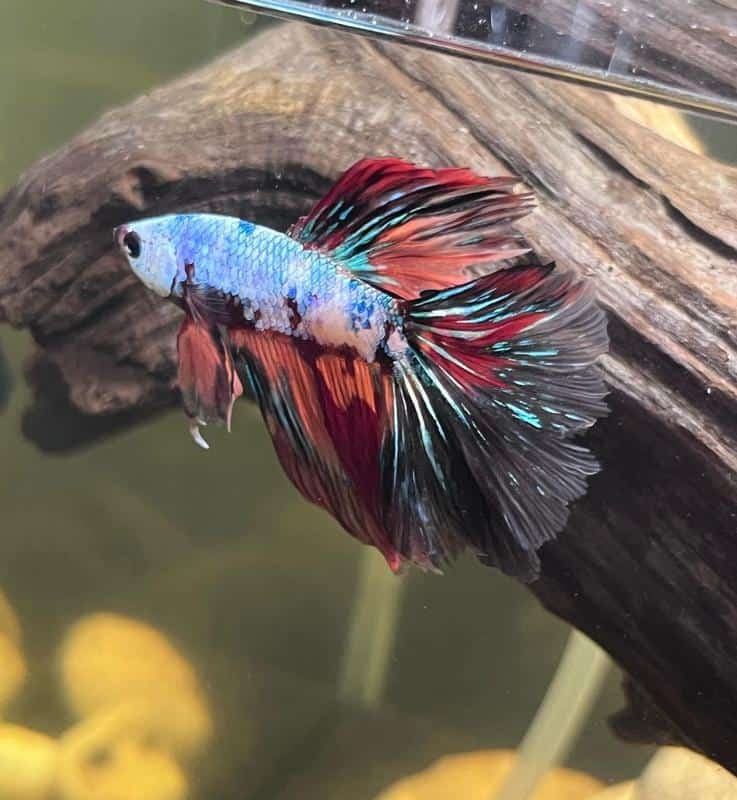 Tangerine Koi Betta