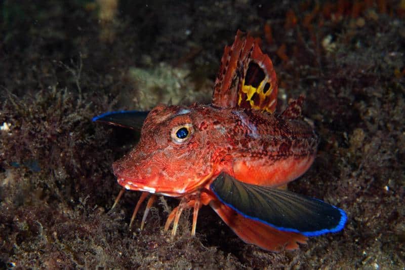 The Red Gurnard