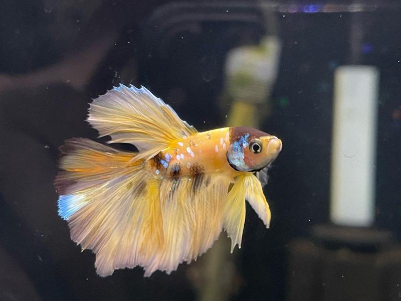 Tiger Koi Betta