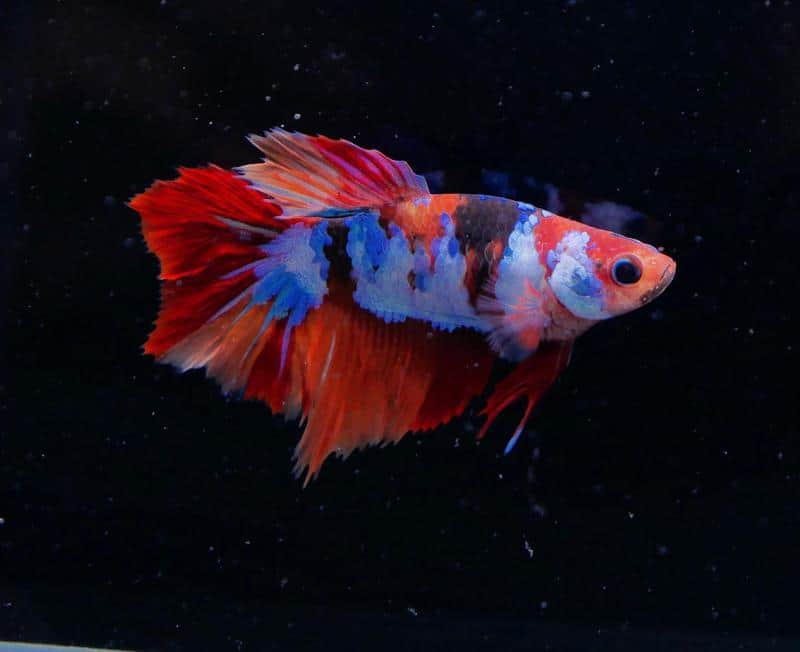 What Are Koi Bettas